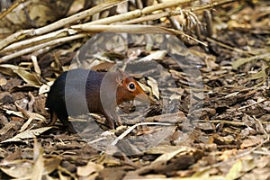 The black and rufous elephant shrew(Rhynchocyon petersi)