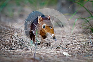 Black and rufous elephant shrew -Rhynchocyon petersi or sengi or Zanj elephant shrew, found only in Africa, native to the lowland