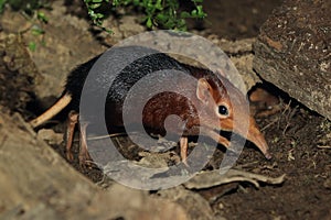 Black-and-rufous elephant shrew photo