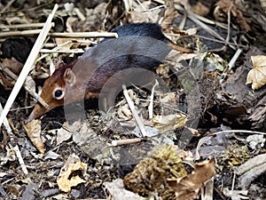 Black and Rufous sengi, Rhynchocyon petersi, feeds mainly on insects, lives in pairs photo