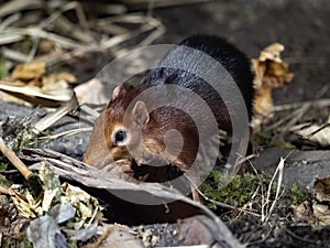 Black and Rufous sengi, Rhynchocyon petersi, feeds mainly on insects, lives in pairs