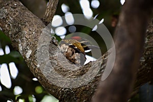 Black rumped flameback