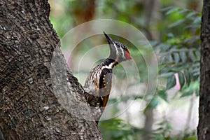 Black rumped flameback