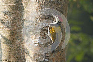 Black-rumped flameback bird in Nepal