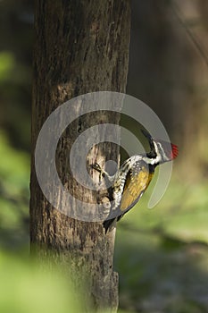 Black-rumped flameback bird in Nepal