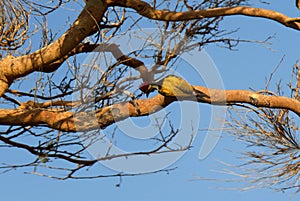 black-rumped flameback (Dinopium benghalense