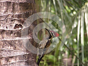 Black rumped flameback woodpecker perching on a tree, stock photo.(Selective focus)