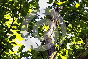 Black-rumped flameback, golden-backed woodpecker or lesser goldenback in Jim Corbett National Park