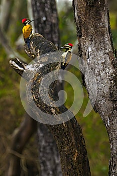 The black-rumped flameback (Dinopium benghalense), also known as the lesser golden-backed woodpecker.