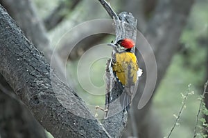 Black-rumped flameback or Dinopium benghalense, also known as the lesser golden-backed woodpecker or lesser goldenback, seen at