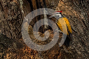 Black-rumped Flameback - Dinopium benghalense, beautiful colored woodpecker from South Asian forests, jungles and woodlands