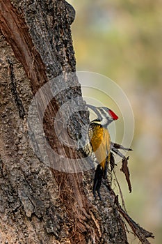 Black-rumped Flameback - Dinopium benghalense, beautiful colored woodpecker from South Asian forests, jungles and woodlands