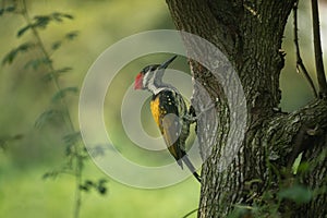 A Black-rumped flameback (Dinopium benghalense)