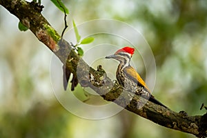 black rumped flameback or lesser golden backed woodpecker or lesser goldenback or Dinopium benghalense bird perch in natural