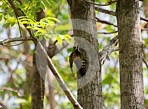 Black-rumped flameback or Lesser Goldenback Woodpecker Dinopium benghalense perching on tree stem