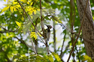 Black-rumped flameback or Lesser Goldenback Woodpecker Dinopium benghalense perching on tree stem