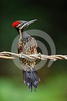 Black-rumped Flameback OR Lesser Goldenbacked Woodpecker