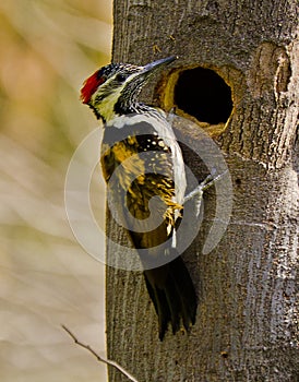 A black-rumped flameback woodpecker