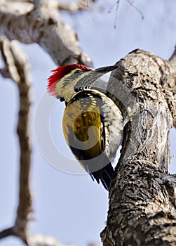 A black-rumped flameback woodpecker