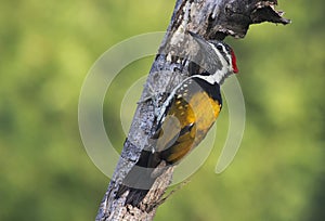 Black-rumped Flameback Woodpecker