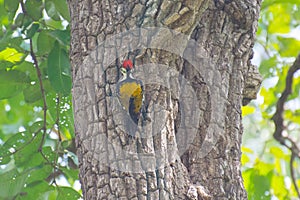 Black-rumped flameback woodpecker
