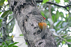 Black-rumped flameback woodpecker