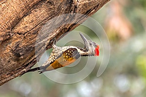 Black-rumped flameback woodpecker.