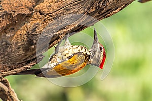 Black-rumped flameback woodpecker.