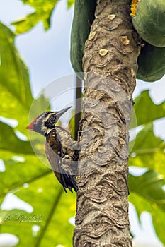 Black rumped flameback woodpecker
