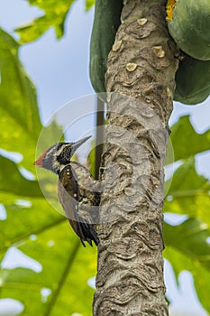 Black rumped flameback woodpecker