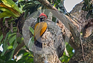 Black-rumped Flameback Woodpecker bird perched vertically on the stem of a tree.