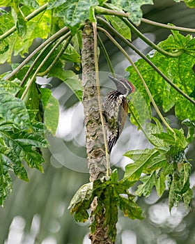 Black-rumped flameback woodpecker on a papaya tree