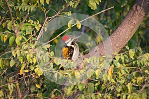 Black-rumped flameback woodpecker perched on a branch