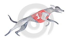 Black running greyhound wearing red t-shirt with 1st number sign.