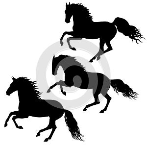 Black running horses on white