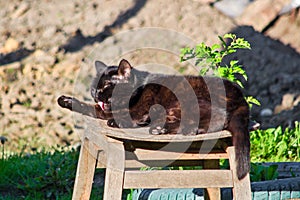 Black rural cat washing on a sunny day