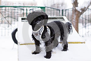 Black Russian colored lap dog phenotype on a training ground at wintertime