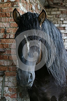 Black Russian shire horse