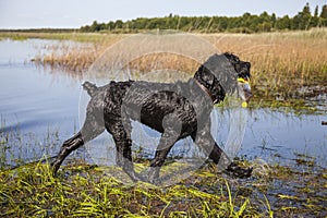 Black Russian Terrier