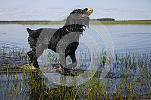 Black Russian Terrier