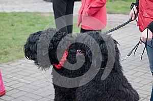 Black Russian Terrier