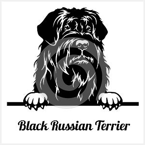 Black Russian Terrier - Peeking Dogs - breed face head isolated on white