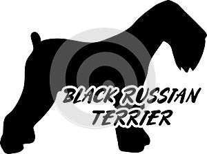 Black Russian Terrier silhouette real word