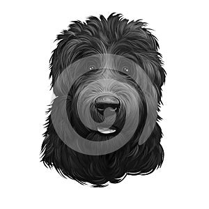 Black Russian Terrier, Tchiorny Terrier, BRT dog digital art illustration isolated on white background. Russian origin working