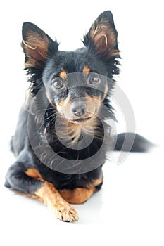 Black russian toy terrier isolated on white