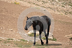 Black Sabino Wild Horse Mare near the waterhole in the Pryor Mountains in Wyoming United States