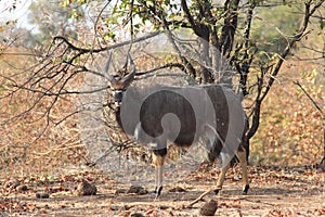 Black Sable Antelope