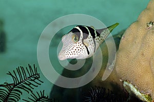 Black-saddled Sharpnose Puffer, Kapalai Island, Sabah