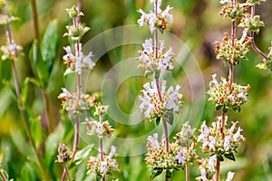 Black sage Salvia mellifera wildflowers