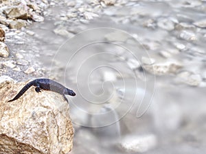 Black salamander -  Amphibian lying on the stone photo